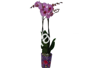 Орхидея