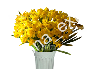 Голден Харвист
