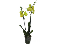 Орхидея