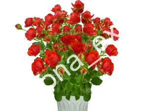 Розы кустовые с доставкой