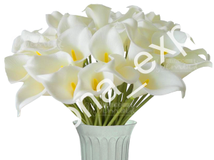 Калла Эфиопская