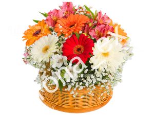 Сюрприз