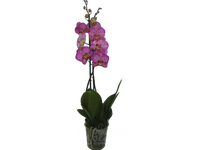 Орхидея