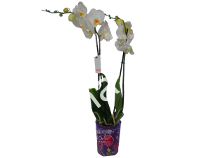 Орхидея