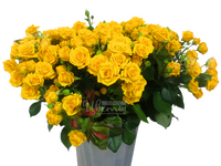 Шайн/розы кустовые