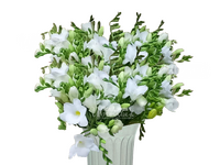 Фрезия белая